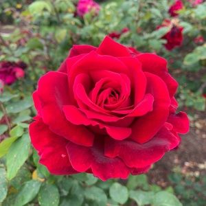 Meet your Posher, Sanaa